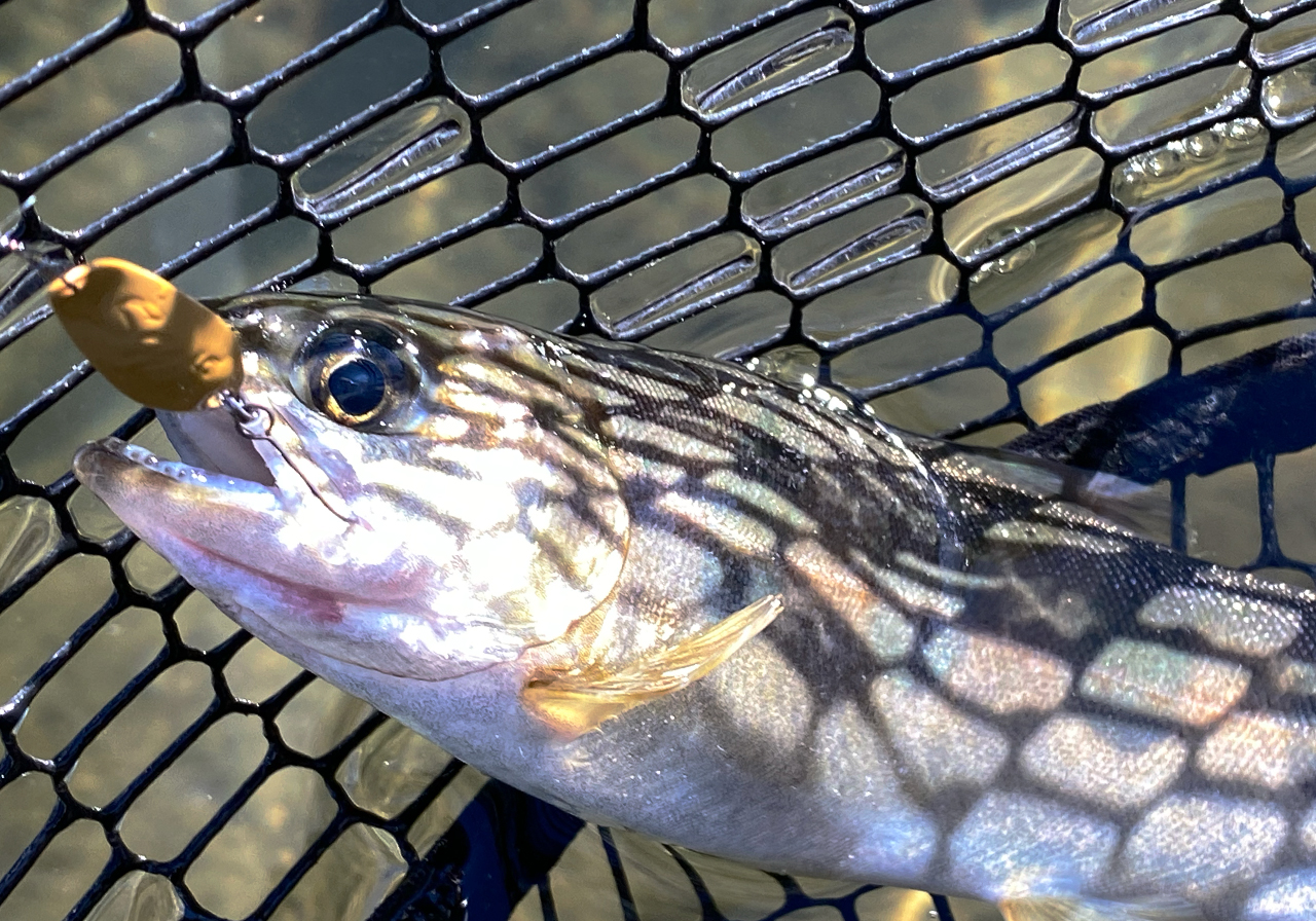 Scheila nano（シャイラナノ） | SPOONS | ValkeIN ヴァルケイン