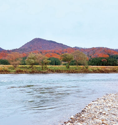 川を駆ける銀の影<br>荒川サケ釣行録。