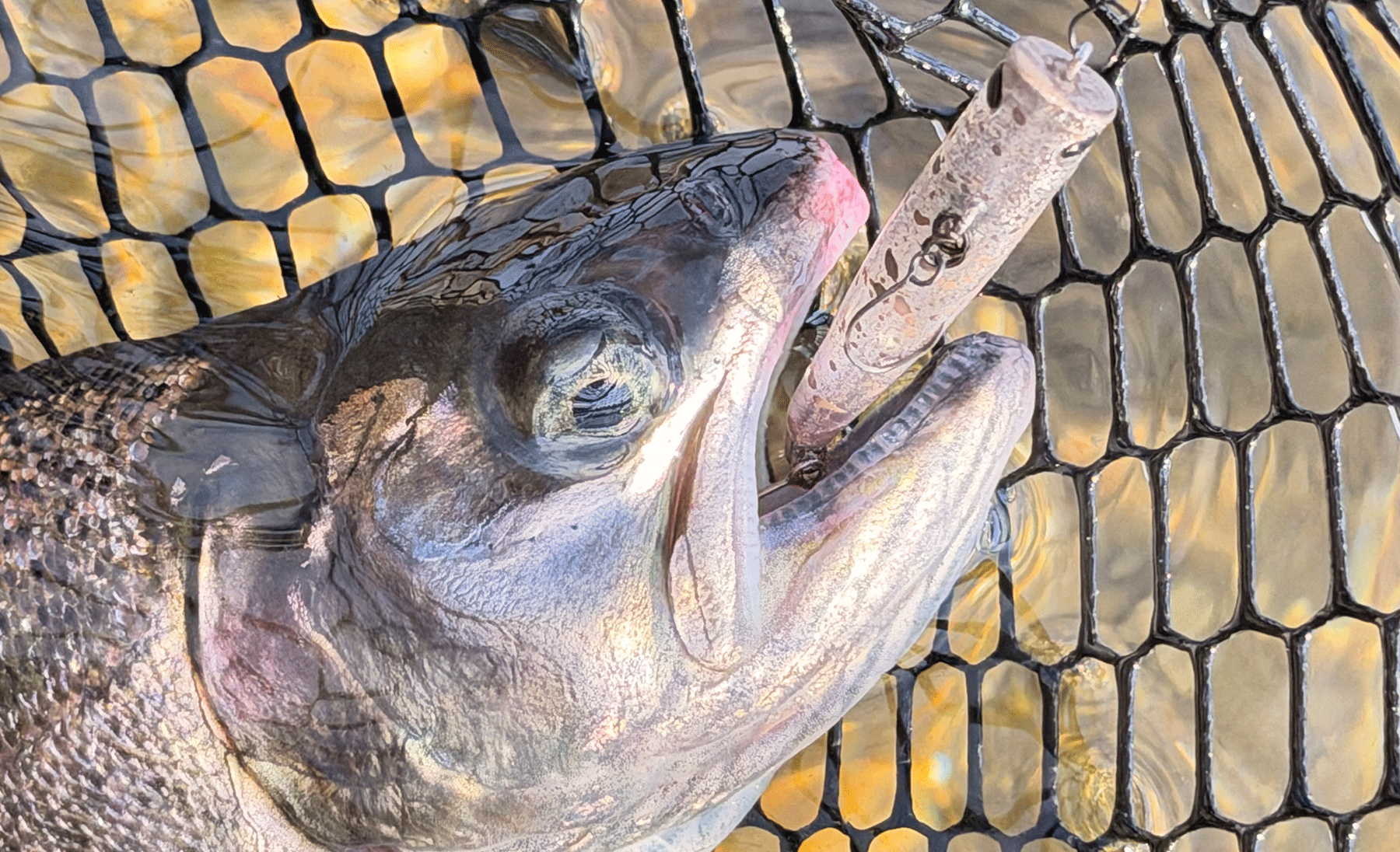 関西大人気エリア。アクティブ、ポジティブ、アグレッシブなプラグゲーム