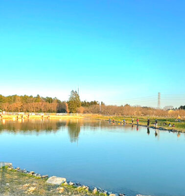 輝く魚体<br> レイクユザキでサクラマスを追う。