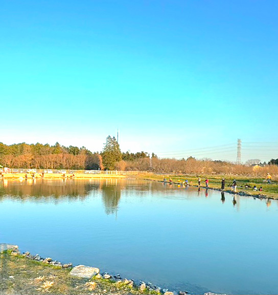 輝く魚体 レイクユザキでサクラマスを追う。