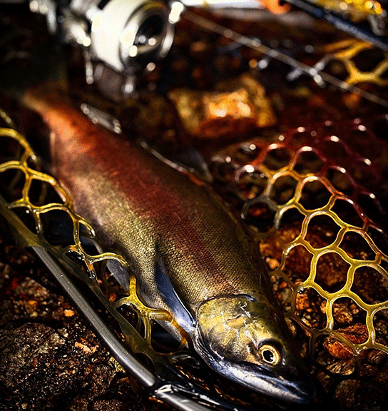 秋色に染まる湯ノ湖でヒメマスを追う