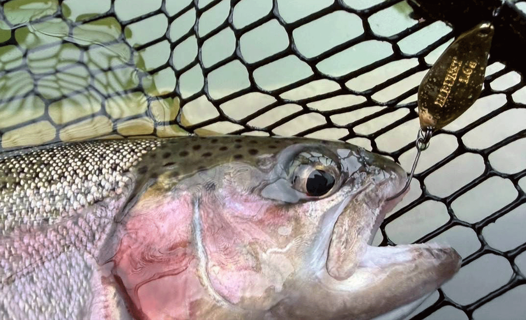 魚のスピードの変化に応じた次の一手。
