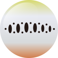 C231 チャートヤマメOB