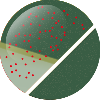 No.19 ブラウングリーンパールUV
