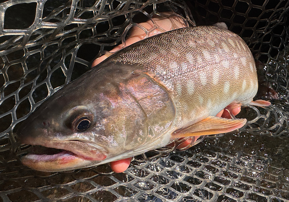 ポイントのイメージ画像