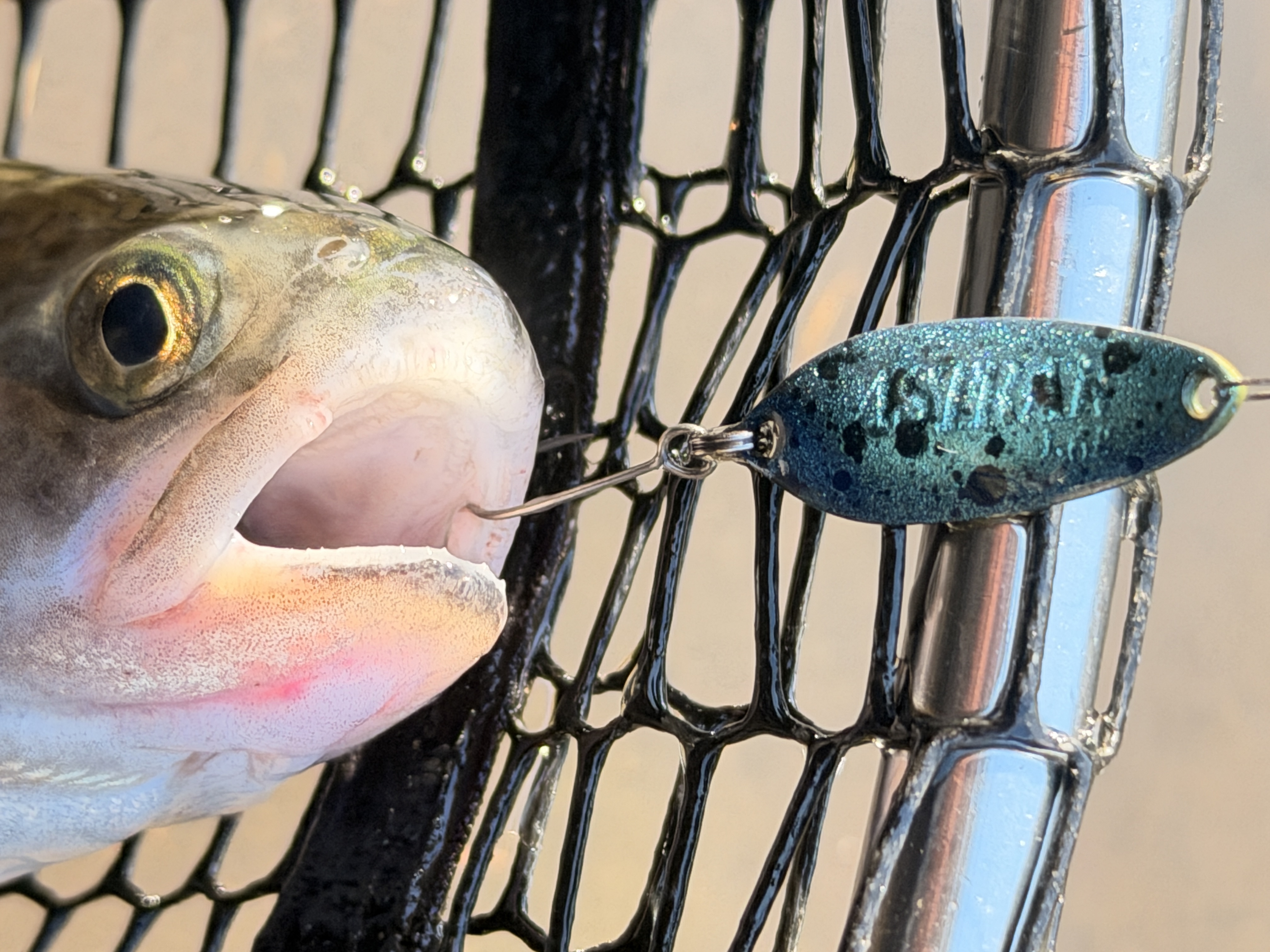 新たなるアピールを生むクロマシャイン®