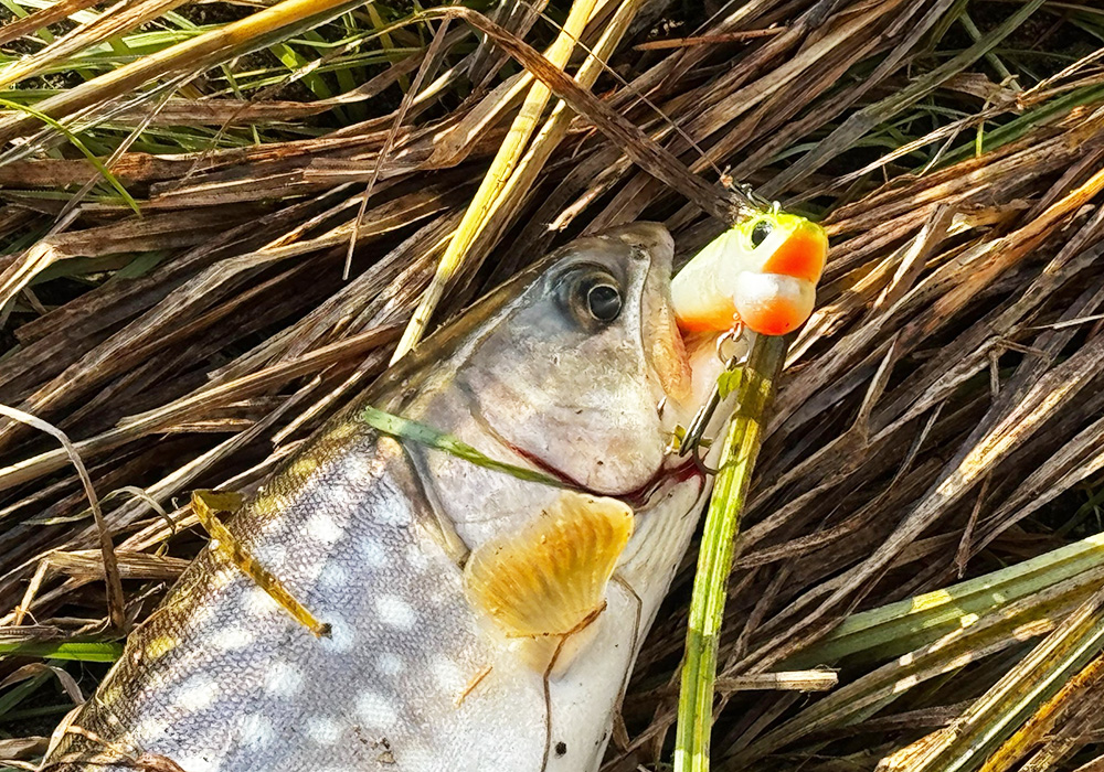 ポイントのイメージ画像