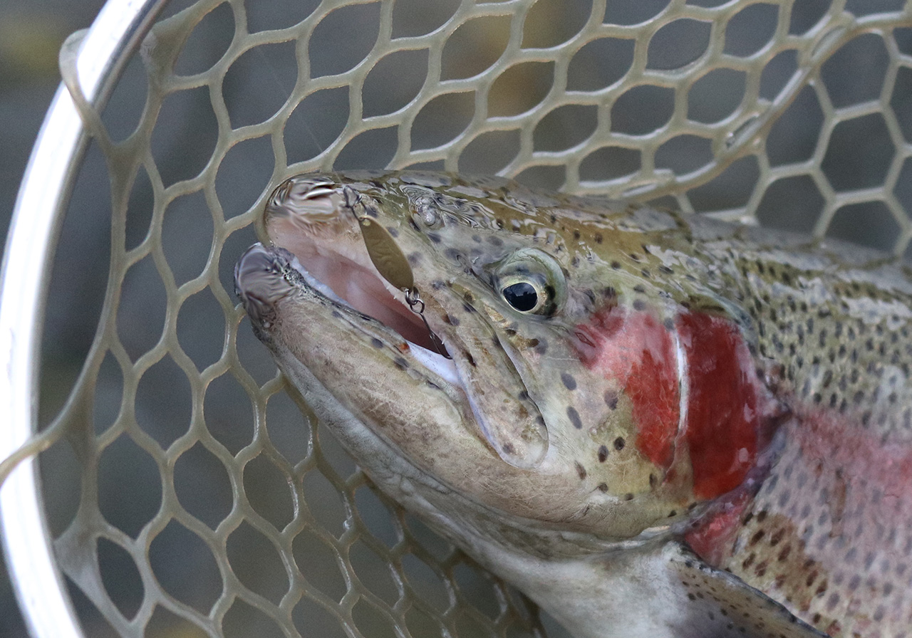 Shynon（シャノン） | SPOONS | ValkeIN ヴァルケイン