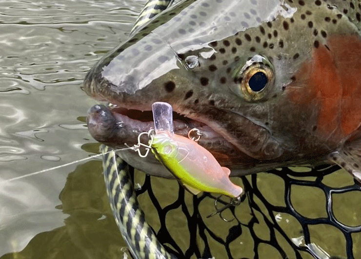 RaXma（Level Ondine）