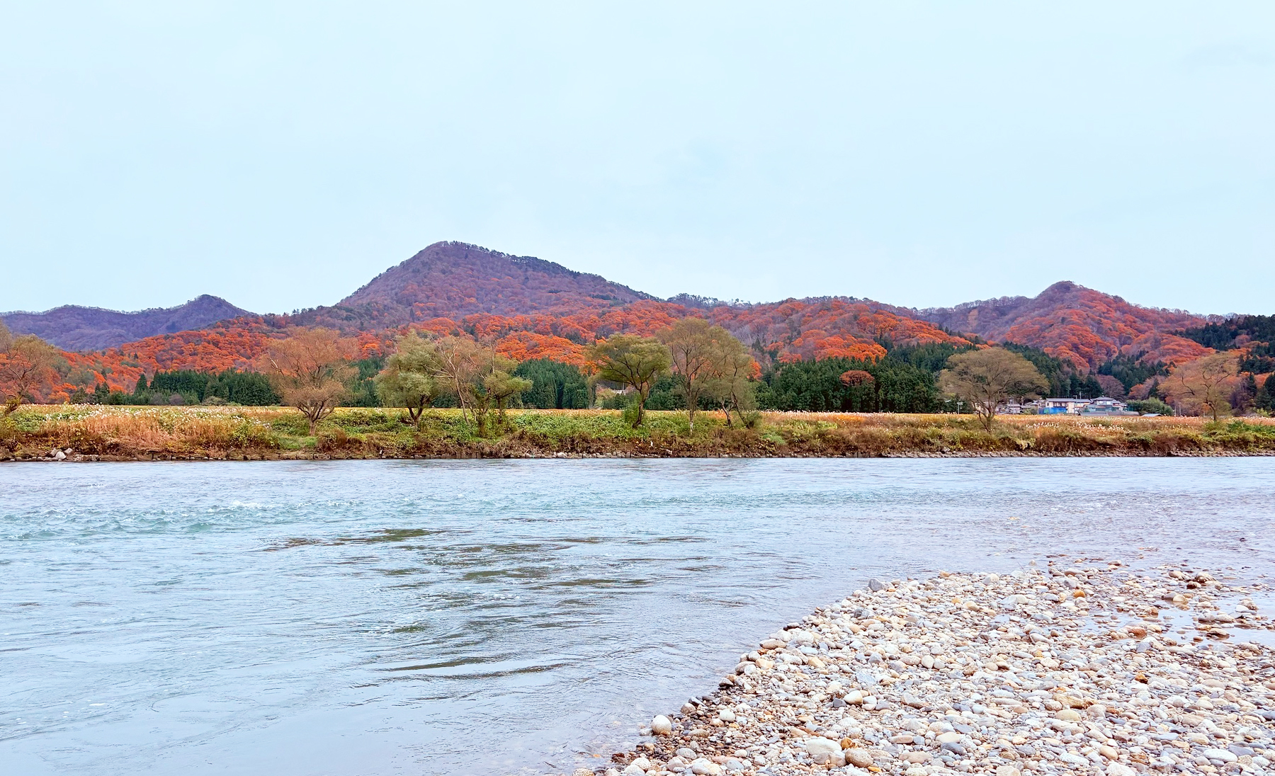 川を駆ける銀の影<br>荒川サケ釣行録。