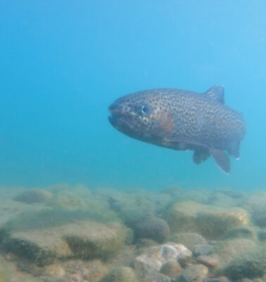 【動画公開】<br>新ウエイト1.3gで攻略