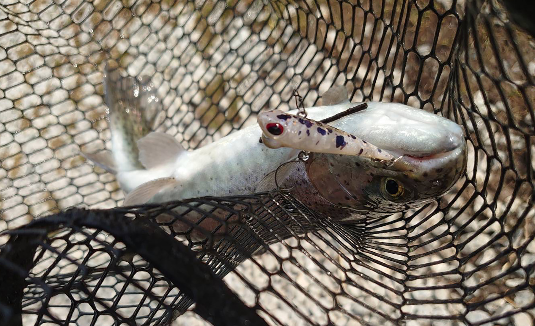 雪解け水の中、答えはボトムに。