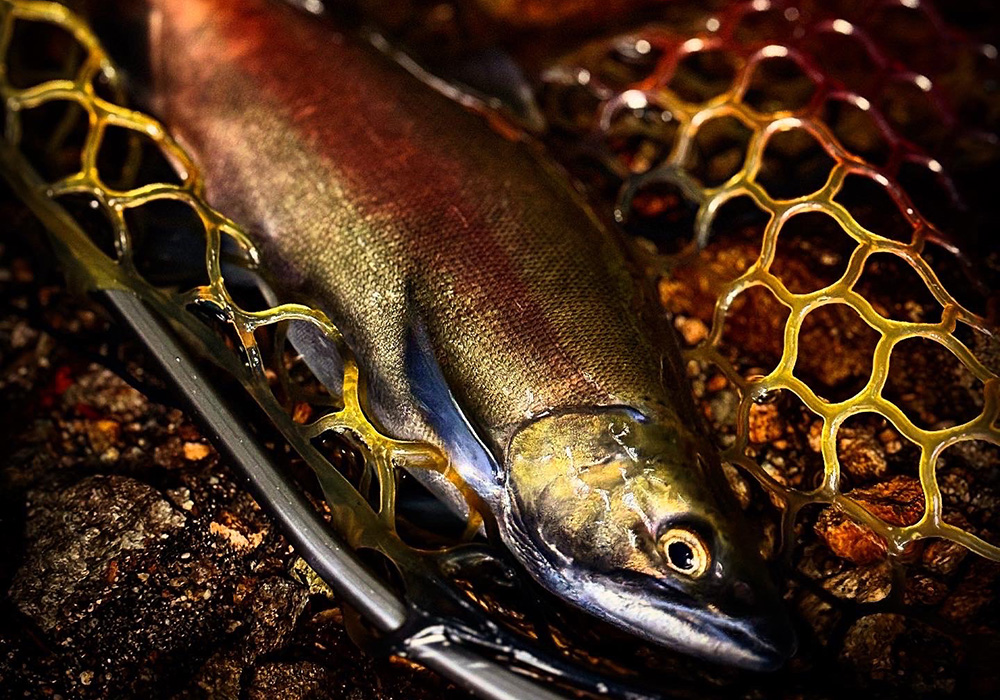 秋色に染まる湯ノ湖でヒメマスを追う