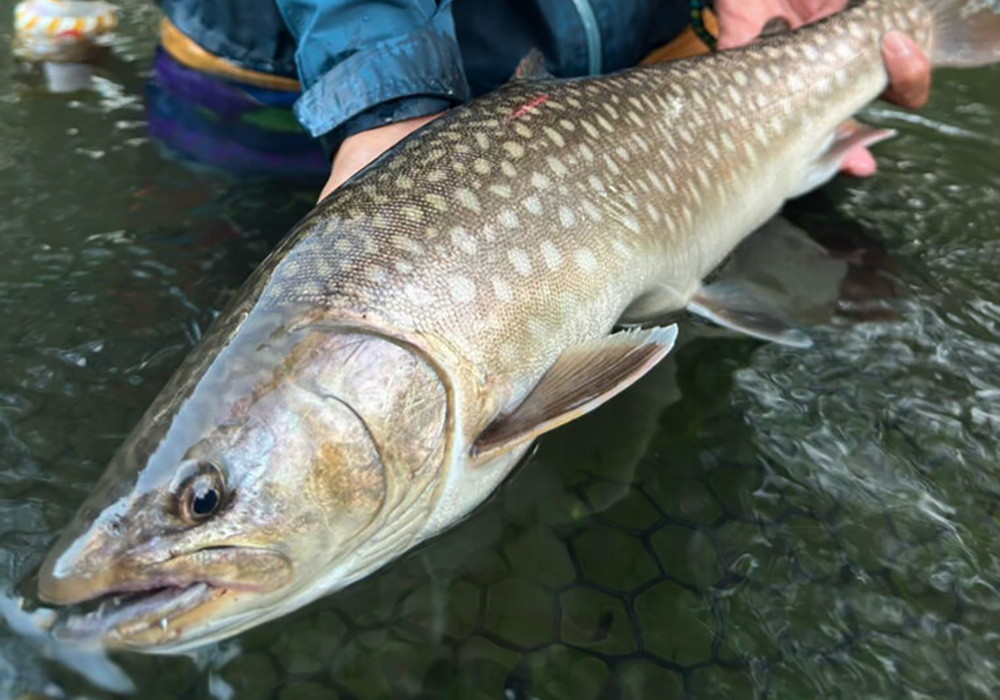 アブラビレを追って、北の水脈へ。