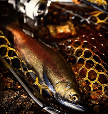 秋色に染まる湯ノ湖でヒメマスを追う