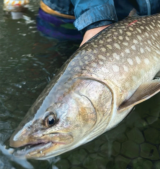 アブラビレを追って、北の水脈へ。
