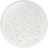 C065 ゴージャスクリア