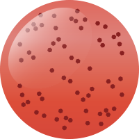 C156 パパラッチフルピンク