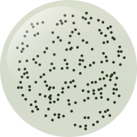 C213 ルーレットグロー