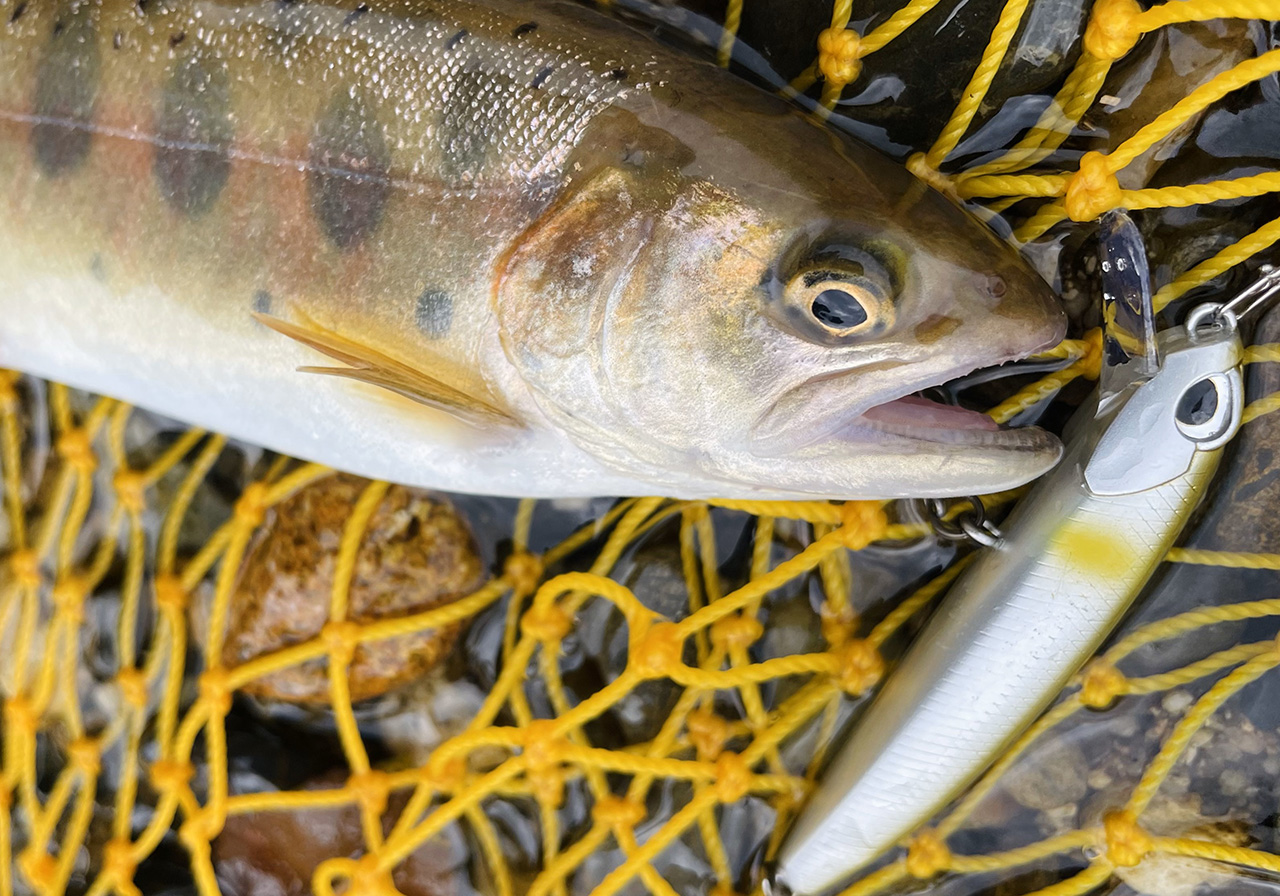 パフォーマンスのイメージ画像