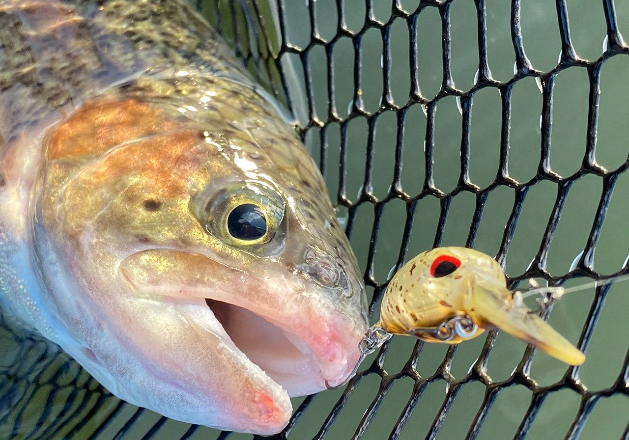 ポイントのイメージ画像