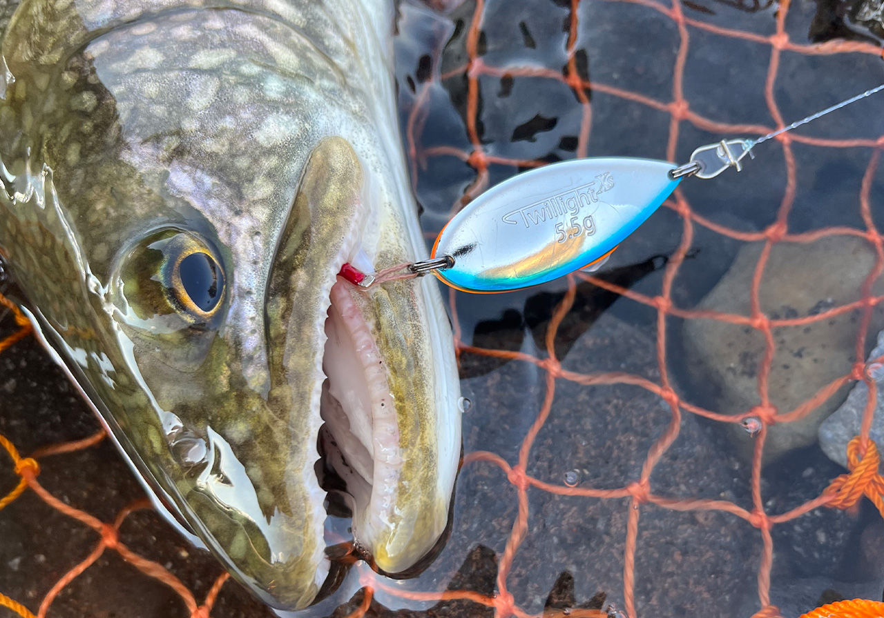 パフォーマンスのイメージ画像